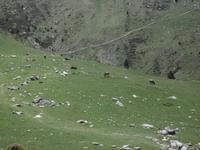 Vall de Nuria - traditionelle Kuhherde