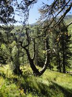 Vall de Sorteny