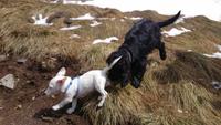 Wanderung - Vall d´Incles