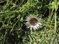 schönes Blümchen