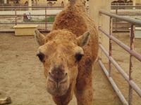 Bahrain - Kamelfarm