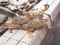 Doha - Hafenort Al Khor