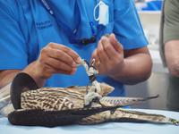 Abu Dhabi - Falkenklinik