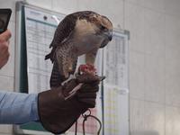 Abu Dhabi - Falkenklinik