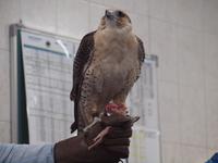 Abu Dhabi - Falkenklinik