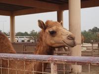 Bahrain - Kamelfarm