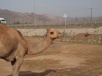 Dhau Fahrt im Oman
