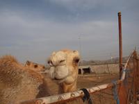 Dhau Fahrt im Oman