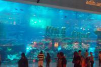 Aquarium in der Dubai Mall
