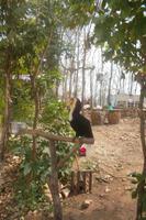 der Tukan passt auf im Elefantencamp!