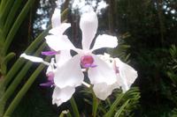 Orchideengarten Singapur