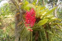 Orchideengarten Singapur