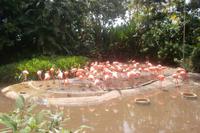 Flamingos im Jurong Bird Park