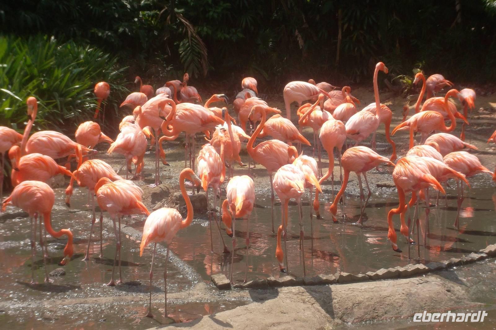 Flamingos im Jurong Bird Park
