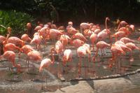 Flamingos im Jurong Bird Park