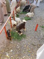 0705_Nizwa; Viehmarkt