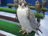 Dubai - Oman - Abu Dhabi -Besuch im Falkenkrankenhaus von Dr. Müller -