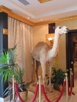 Dubai - Oman - Abu Dhabi -Besuch im Falkenkrankenhaus von Dr. Müller -