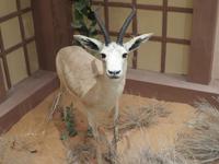 Dubai - Oman - Abu Dhabi -Besuch im Falkenkrankenhaus von Dr. Müller - Museum