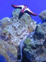 Dubai - Oman - Dubai- Mall - Besuch des Aquariums