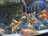 Dubai - Oman - Dubai- Mall - Besuch des Aquariums