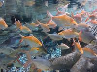 Dubai - Oman - Dubai- Mall - Besuch des Aquariums