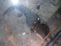 Dubai - Oman - Dubai- Mall - Besuch des Aquariums