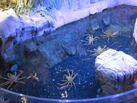 Dubai - Oman - Dubai- Mall - Besuch des Aquariums