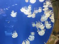 Dubai - Oman - Dubai- Mall - Besuch des Aquariums