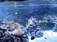Dubai - Oman - Dubai- Mall - Besuch des Aquariums