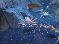 Dubai - Oman - Dubai- Mall - Besuch des Aquariums