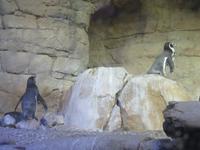 Dubai - Oman - Dubai- Mall - Besuch des Aquariums