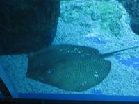 Dubai - Oman - Dubai- Mall - Besuch des Aquariums