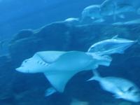 Dubai - Oman - Dubai- Mall - Besuch des Aquariums