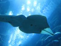 Dubai - Oman - Dubai- Mall - Besuch des Aquariums