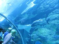 Dubai - Oman - Dubai- Mall - Besuch des Aquariums