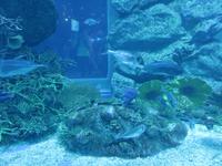 Dubai - Oman - Dubai- Mall - Besuch des Aquariums