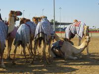 Dubai - Oman - Fahrt nach Al Ain - Kamelrennbahn