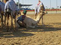 Dubai - Oman - Fahrt nach Al Ain - Kamelrennbahn