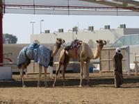 Dubai - Oman - Fahrt nach Al Ain - Kamelrennbahn