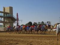 Dubai - Oman - Fahrt nach Al Ain - Kamelrennbahn