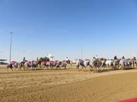 Dubai - Oman - Fahrt nach Al Ain - Kamelrennbahn