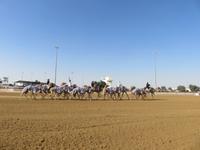 Dubai - Oman - Fahrt nach Al Ain - Kamelrennbahn
