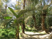 Dubai - Oman - Fahrt nach Al Ain -Besuch der Palmenoase