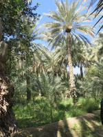Dubai - Oman - Fahrt nach Al Ain -Besuch der Palmenoase - Dattelpflücker