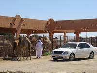 Dubai - Oman - Fahrt nach Al Ain -Besuch Kamelmarkt