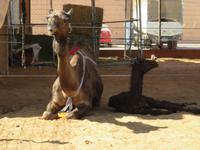 Dubai - Oman - Fahrt nach Al Ain -Besuch Kamelmarkt