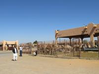 Dubai - Oman - Fahrt nach Al Ain -Besuch Kamelmarkt