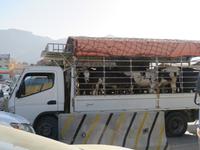 Dubai - Oman - Ausflug nach Nizwa -Besuch des Viehmarktes