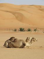 Dubai - Oman - Fahrt nach Wahiba Sands - in der Sandwüste